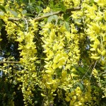 Laburnum watereri Vossii