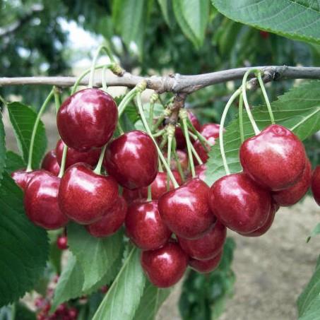 Prunus avium Lapins