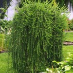 Larix decidua Pendula