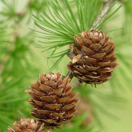 Larix decidua