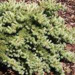 Larix kaempferi Wolterdingen