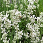 Lavandula angustifolia Arctic Snow