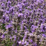 Lavandula angustifolia Ashdown Forest