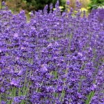 Lavandula angustifolia Beate