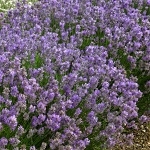 Lavandula angustifolia Cedar Blue