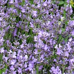 Lavandula angustifolia Dwarf Blue (syn. Baby Blue)