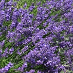 Lavandula angustifolia Essence Purple