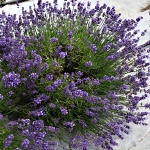 Lavandula angustifolia Felice