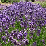 Lavandula angustifolia Folgate