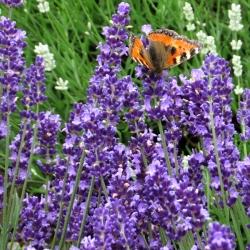 Lavandula angustifolia Havanna (c)