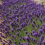 Lavandula angustifolia Hidcote