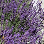 Lavandula angustifolia Imperial Gem