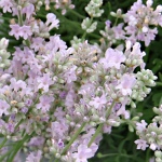 Lavandula angustifolia Little Lottie