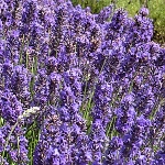 Lavandula angustifolia Lullaby Blue