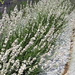 Lavandula angustifolia Melissa