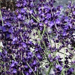 Lavandula angustifolia Miss Dawnderry