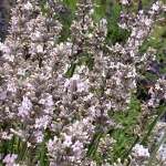 Lavandula angustifolia Miss Katherine