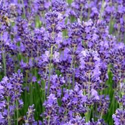 Lavandula angustifolia Munstead