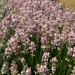 Lavandula angustifolia Rosea
