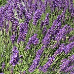 Lavandula angustifolia Royal Blue
