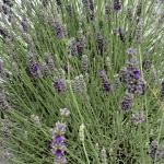 Lavandula chaytorae Gorgeous