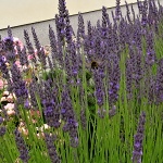 Lavandula intermedia Grosso