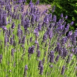 Lavandula intermedia Hidcote Giant