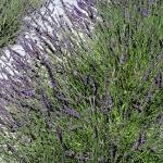 Lavandula intermedia Phenomenal (syn. Pure Platinum)