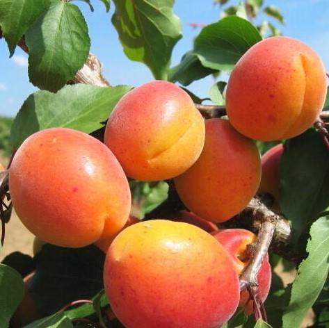 Prunus armeniaca Leskora