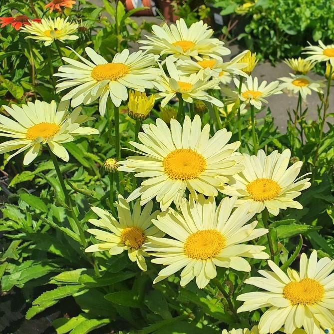 Chrysanthemum maximum Broadway Lights