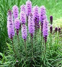 Liatris spicata Floristan Violet