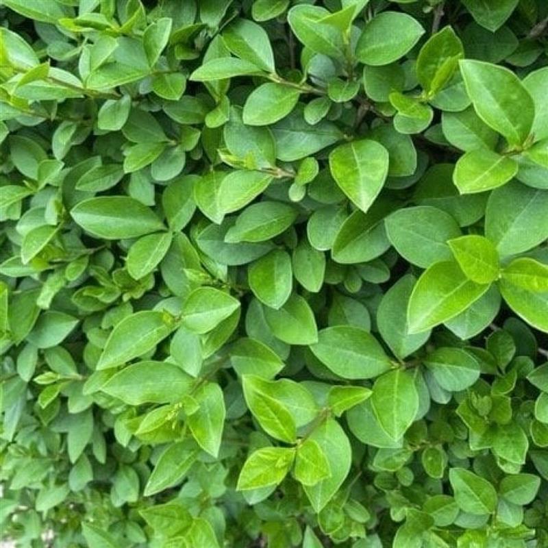 Ligustrum ovalifolium Green Diamond