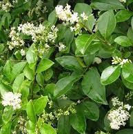 Ligustrum ovalifolium