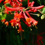 Lonicera x brownii Fuchsioides