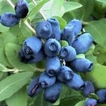 Lonicera kamtschatica Čeljabinka