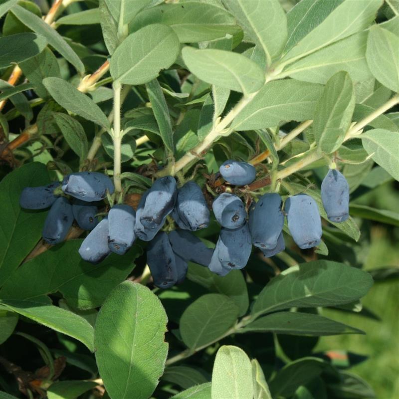 Lonicera kamtschatica mix odrůd