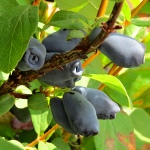 Lonicera kamtschatica Wojtek