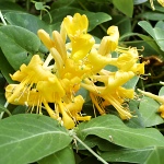 Lonicera x tellmanniana