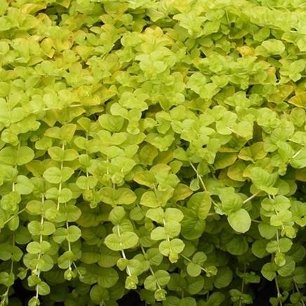 Lysimachia nummularia Goldilocks