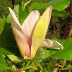 Magnolia Ambrosia
