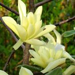 Magnolia Gold Star