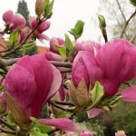 Magnolia x soulangeana Lennei