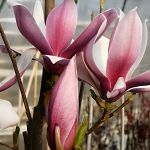 Magnolia x soulangeana Red Lucky (syn. Hong Yun)