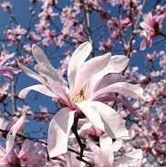 Magnolia stellata Rosea