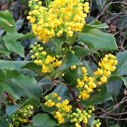 Mahonia aquifolium
