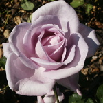 Rosa hybr. (CH)  Mainzer Fastnacht (syn. Blue Moon, Sissi)