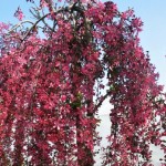 Malus x hybr. Royal Beauty
