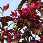 Malus x hybr. Royalty