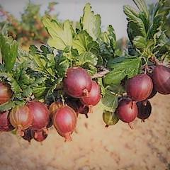 Grossularia uva-crispa Martlet