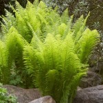 Matteuccia struthiopteris